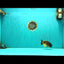 Apache Lionchu Female 4.5 inches #081426LC_25