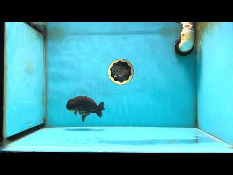 AAA Grade Black Blue LionQueen 4-4.5 inches #051625LC_03