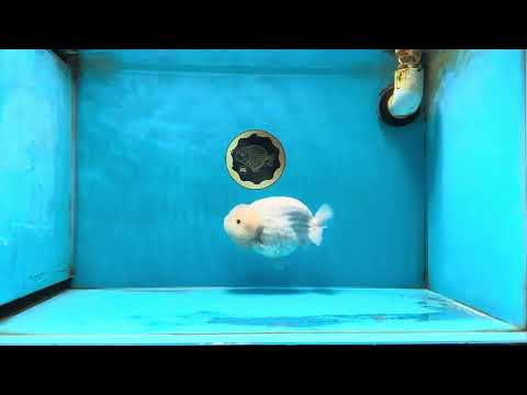 A Grade Sakura Snow White LionQueen 5-5.5 inches #050225LC_13