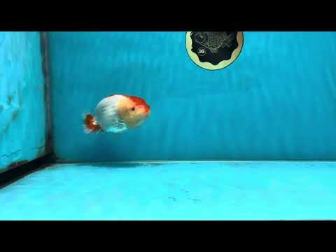 AAA Grade Young Red White LionQueen 4 inches #101025LC_01