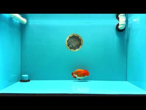 A Grade Dragon Head Red White LionQueen 4 inches #022726LC_26