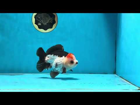 Pompom Tricolor Yuanbao Male 4.5 inches #071125YB_15