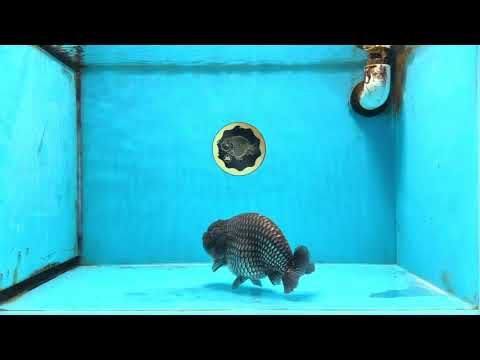 FLUFFY WEN A Grade Black Blue LionKing 5.5 inches #110725LC_16