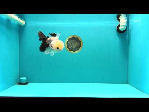 Panda Oranda Male 5 inches #032026OR_12