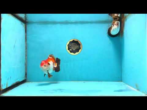 CHONKY A Grade Tricolor Yuanbao Male 4.5 inches #110725YB_06