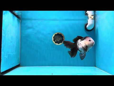 A Grade Tricolor Button Eyes Oranda Female 4.5-5 inches #022125OR_03