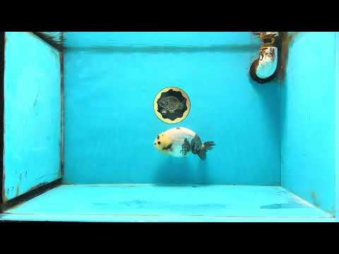 A Grade Chinese Cow Ranchu Male 4.5-5 inches #110725RC_13