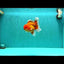 A Grade Strong Body Structure Red White Oranda Male 5-5.5 inches #062626OR_27