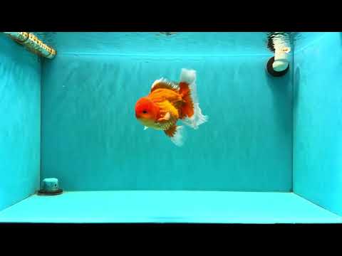 A Grade Strong Body Structure Red White Oranda Male 5-5.5 inches #062626OR_27