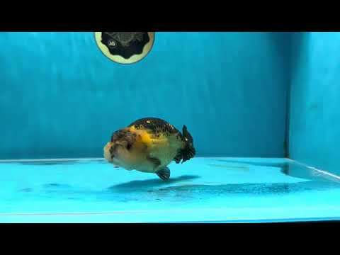 UNIQUE COLOR &amp; CUTE WEN A Grade Apache LionKing 3.5-4 inches #032825LC_12