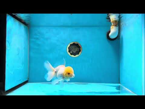 Bright Lemonhead Oranda Snow White Male 4.5 inches #032825OR_03