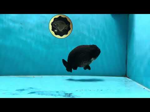 A Grade Black LionKing 4.5-5 inches #062025LC_04