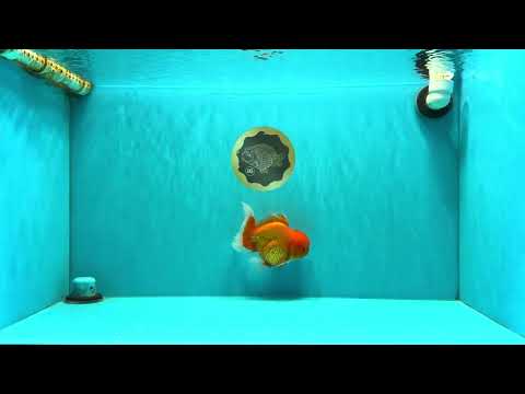 A Grade Red White Oranda Male 5.5 inches #061926OR_20