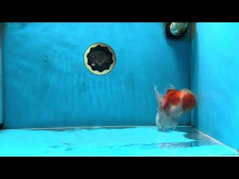 AAA Grade Cherry Sakura Oranda Male 5 inches #062725OR_14