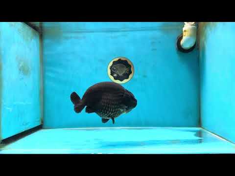 AAA Grade Strong Body Structure Godzilla Black Ranchu 5-5.5 inches #052325RC_15