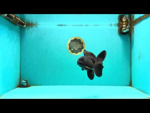 A Grade Black Oranda Male 5 inches #102326OR_13
