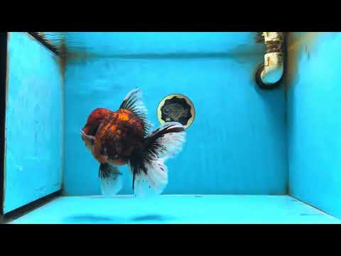 AAA Grade Godzilla Tiger Oranda Female 6.5 inches #081525OR_12