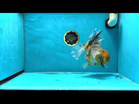 A Grade Tiger Oranda Female 7.5-8 inches #032125OR_25
