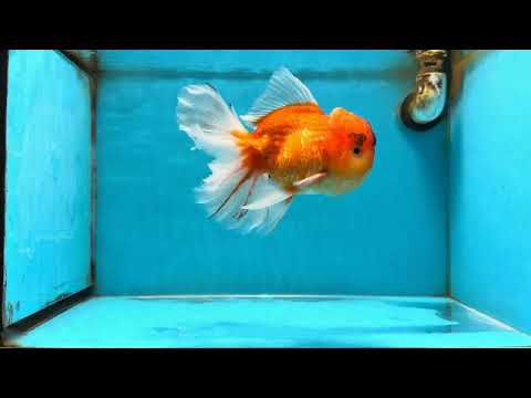 A Grade Sakura Oranda Male 6-6.5 inches #121925OR_11