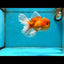 A Grade Sakura Oranda Male 6-6.5 inches #121925OR_11