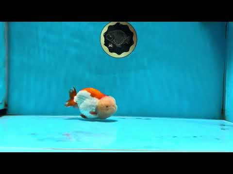 THE CUTEST WEN EVER A Grade Red White LionQueen 4.5 inches #042525LC_13