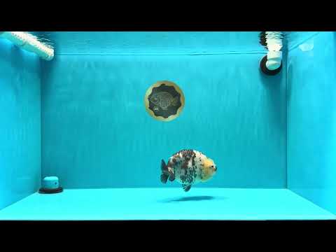 A Grade Cow Chinese Ranchu Female 5-5.5 inches #022726RC_20