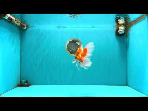 A  Grade Red White Oranda Male 5.5-6 inches #082126OR_07
