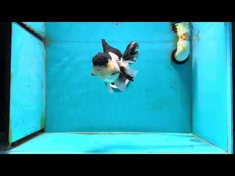 AAA Grade Panda Oranda Female 5.5-6 inches #112224OR_15