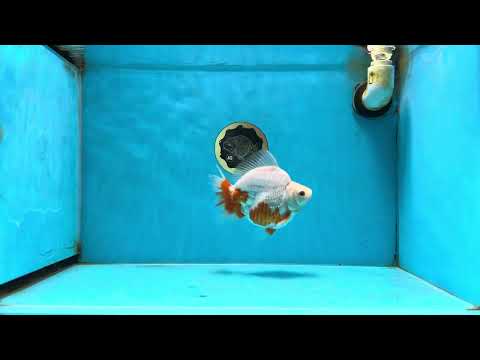 A Grade Red White Ryukin Female 5.5 inches #060625RK_31