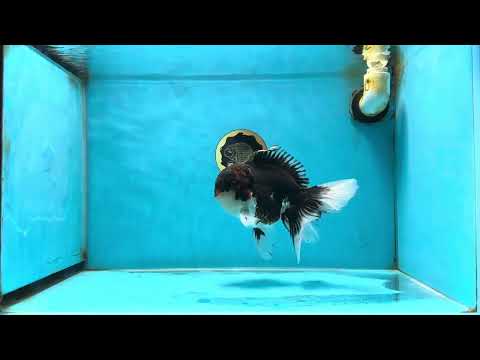 A Grade Tricolor Oranda Male 6.5 inches #060625OR_17