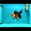 Tricolor Oranda Female 5.5 inches #111524OR_15