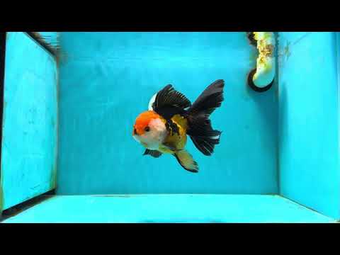 Tricolor Oranda Female 5.5 inches #111524OR_15