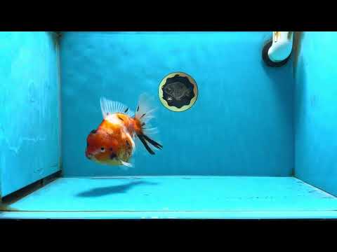 A Grade Sakura Oranda Male 6 inches #072525OR_16