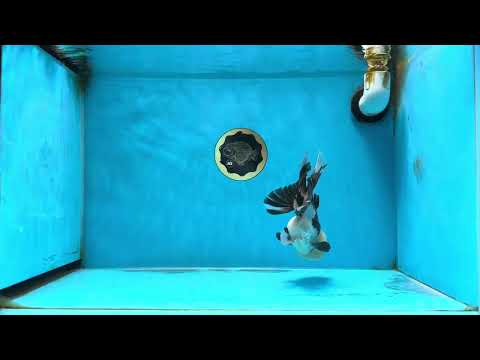 AAA Grade Tricolor Oranda Male 5.5 inches #080125OR_24