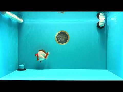 AAA Grade Red White Ryukin Female 4-4.5 inches #030626RK_15