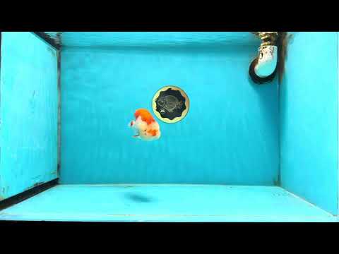 FLUFFY AAA Grade Red White LionQueen 4 inches #101725LC_02