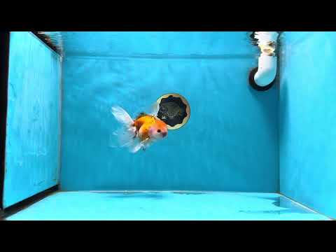 A Grade Cherry Blossom Sakura Oranda Male 4.5 inches #022125OR_16