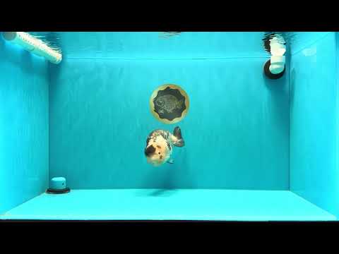 Chinese Milk Cow Ranchu Female 5.5-6 inches #031326RC_13