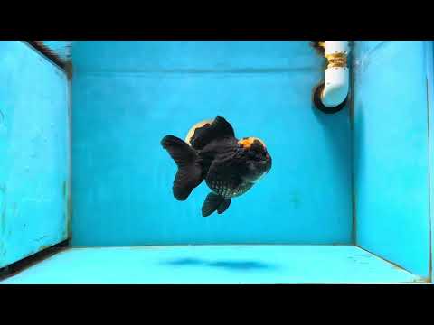 Red Head Oranda Female 5.5 inches #121324OR_15