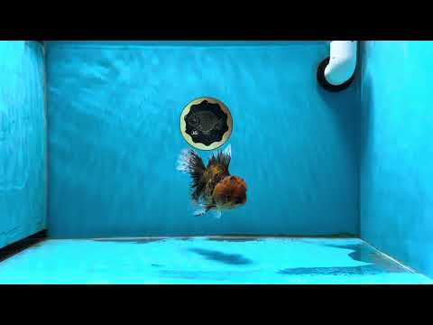 A Grade Wild Beauty Tiger Oranda Male 4.5 inches #013125OR_17