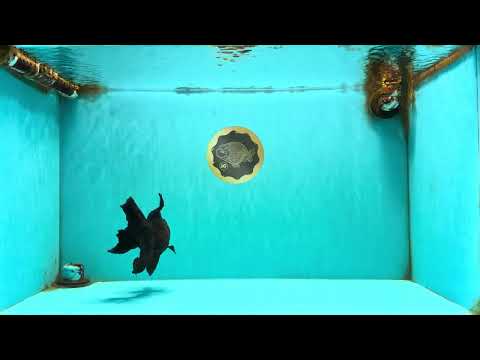 TOOTHLESS A Grade Black Oranda Female 5.5-6 inches #101626OR_15