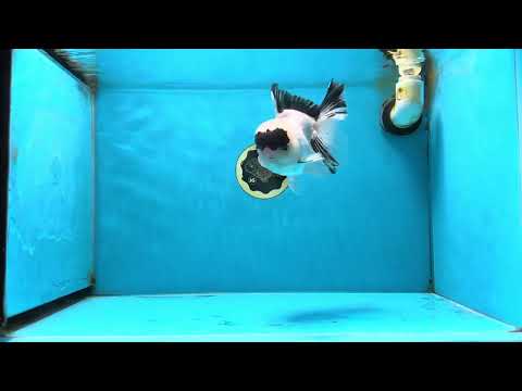 A Grade Panda Oranda Male 5.5-6 inches #053025OR_15