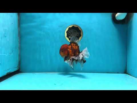 A Grade Tiger Oranda Male 5.5 inches #091225OR_11