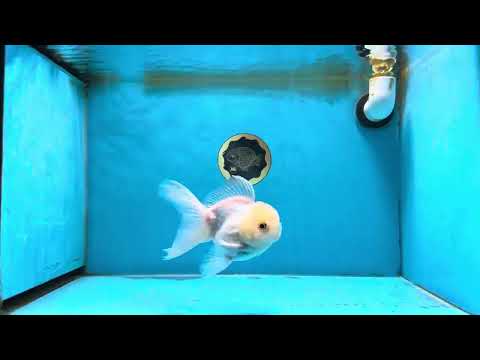 White Oranda Male 4.5-5 inches #071125OR_14