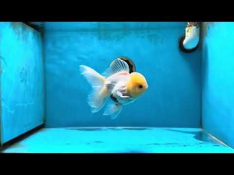 CHONKY A Grade White Button Eyes Oranda Male 5-5.5 inches #041825OR_13