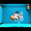 AAA Grade Godzilla Red White Oranda Female 6.5 inches #081525OR_14