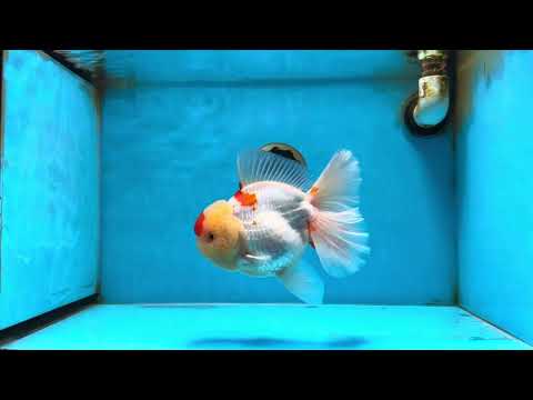 AAA Grade Godzilla Red White Oranda Female 6.5 inches #081525OR_14