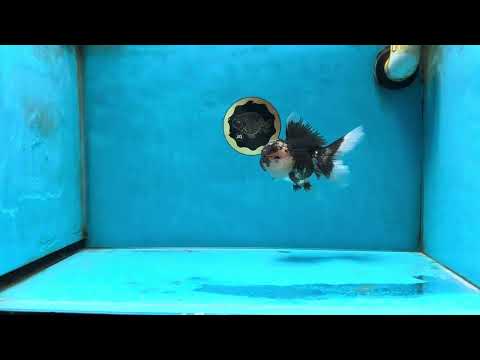 AAA Grade Panda Oranda Male 5 inches #051625OR_28