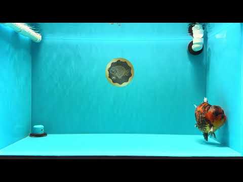 AAA Grade Godzilla Tiger Yuanbao Male 5.5-6 inches #031326YB_19