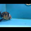 Calico Ranchu Male 5-5.5 inches #1118RC_08